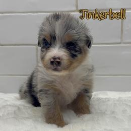 Tinkerbell - Blue merle female Australian Shepherd puppy in Zephyrhills, Florida from Highland Shelties & Aussies