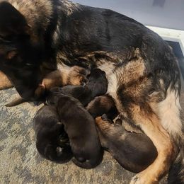 Boy 3 - male German Shepherd puppy in Hancock, New Hampshire from Kysarah German Shepherds