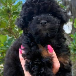 ZOEY  SMALL teacup - Phantom female Poodle puppy in Orlando, Florida from Denise’s Puppies