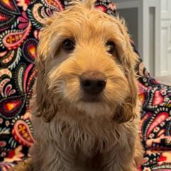 Mia - Cream Australian Labradoodle puppy in Oxford, Mississippi from Stony Brook Australian Labradoodles