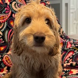 Mia - Cream Australian Labradoodle puppy in Oxford, Mississippi from Stony Brook Australian Labradoodles