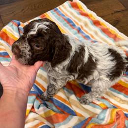 Boy 5 - Brown roan male Lagotto Romagnolo puppy in Sherman, Texas from Texas Lagottos
