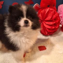 Poppy - Black parti female Pomeranian puppy in Tampa, St Petersburg, Florida from Diana's Pomeranians
