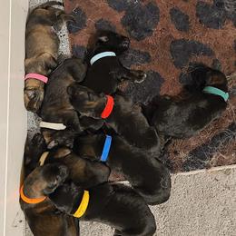 German Shepherd and Siberian Husky Puppies from Sstar