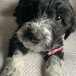 Aussiedoodles from Gruer Doodles