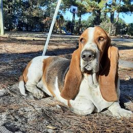 Fiona - Basset Hound