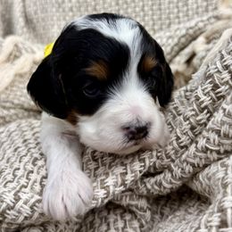 Lumi - Black and white female Cavapoo puppy in Huntington, West Virginia from McCloud’s Poodles & Doodles