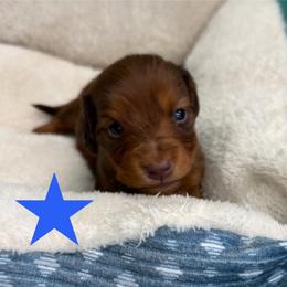Almond - Chocolate and tan male Dachshund puppy in St Johns, Arizona from Glamorous Doxies