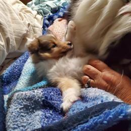 Toy Shetland Sheepdog Puppies from LaLa's Lilliputian Lassies