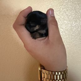Mochi - Blue and gold male Yorkshire Terrier puppy in Phoenix, Arizona from De La Cruz Yorkies