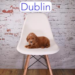 Dublin - Red  male Goldendoodle puppy in Calhoun, Georgia from Happy Top Doodles