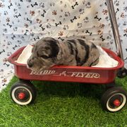 Zeus - Blue merle male Bordoodle puppy in Republic, Missouri from Holland Hilltop Farm