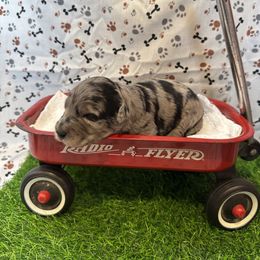 Zeus - Blue merle male Bordoodle puppy in Republic, Missouri from Holland Hilltop Farm