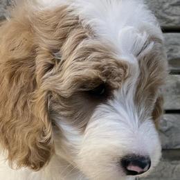Bernedoodles and Goldendoodles from The Doodle Patch