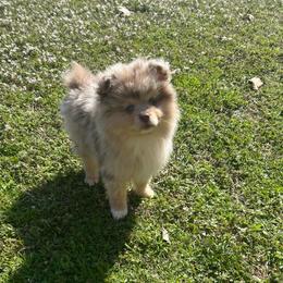 Viper - Chocolate merle male Pomeranian puppy in Inola, Oklahoma from My Bella’s Pomeranians