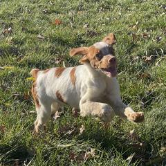 Boy 2 - Orange and white French Brittany puppy in Port Byron, Illinois from Bent River Bretons