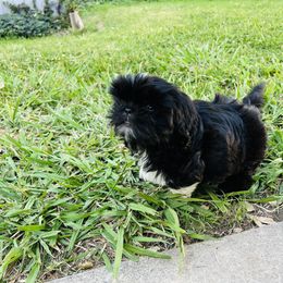 Shih Tzu Puppies from Shih Tzu U