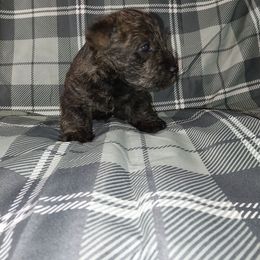 Boy 3 - Red brindle male Scottish Terrier puppy in San Antonio, Texas from Christie Gregory's Scotties