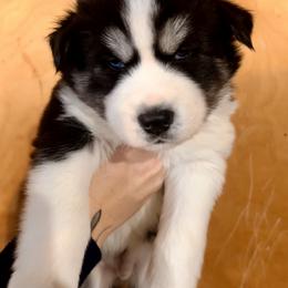 Orange Boy - Black and white male Siberian Husky puppy in Fremont, Michigan from Red Top Huskies