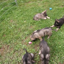 Shiloh Shepherd Puppies from Solace Shilohs