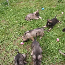 Shiloh Shepherd Puppies from Solace Shilohs