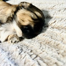 Polo - Brindle male Shih Tzu puppy in Fort Worth, Texas from Gigi’s Superior Shih Tzus