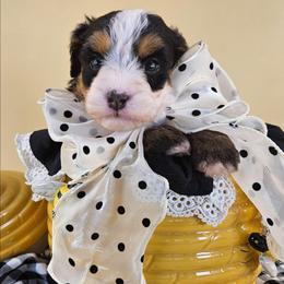 Blossom - Tri-color female Bernedoodle puppy in Mckinney, Texas from M2 Bernedoodles
