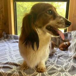 Ginger - Dachshund
