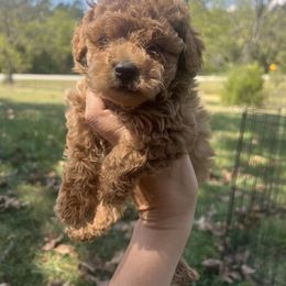 Salvador - Red male Cavapoo puppy in Yellville, Arkansas from Ozark Mountain Doodles & Pugs