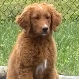 Ella - Red  female Goldendoodle puppy in Indiana, Pennsylvania from Kathy's Doodles