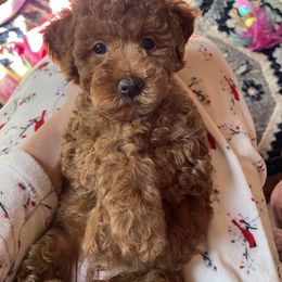 Goldendoodle Puppies from Oregon Doodle