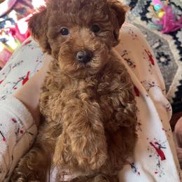 Goldendoodle Puppies from Oregon Doodle