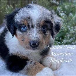 Boy 1 - Blue merle male Australian Shepherd puppy in Mount Sterling, Kentucky from Saddle Creek Australian Shepherds