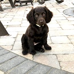 Boykin Spaniel Puppies from Bayhill Boykins