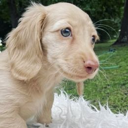 Dachshunds from Duchess Daphne's Doxie Empire