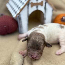 Parti Merle girl - female Newfypoo puppy in Brandenburg, Kentucky from Bluegrass River Newfoundlands