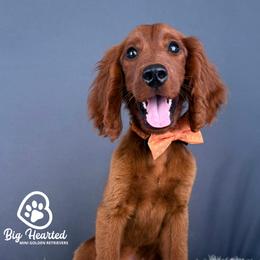Carmel - Red male Companion Cross puppy in Utah County, Utah from Big Hearted Breeders