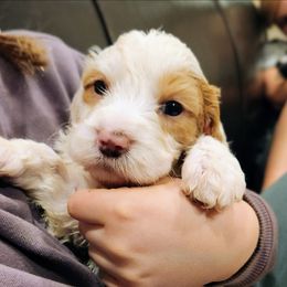 Swan - White female Bernedoodle puppy in Pollock Pines, California from Ten Acre Wood Doodles