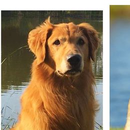 Golden Retrievers and Labrador Retrievers from Glenn Farm Retrievers