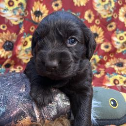 Lizzy - Chocolate female Boykin Spaniel puppy in Van Buren, Arkansas from Arklahoma Boykins