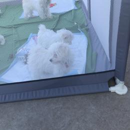 Maltese Puppies from Emotional Amor Support
