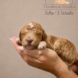 Echo - Apricot male Goldendoodle puppy in Lake Charles, Louisiana from Perfect Fit Poodles & Doodles