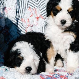 Bernedoodles and Schnoodles from Grand Lake Poodles & Doodles