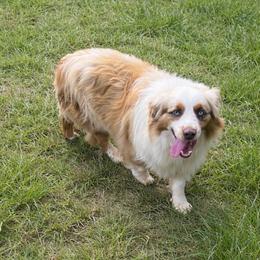 Opie - Red merle male Miniature Australian Shepherd puppy in Louisville, Mississippi from Kristy’s Kennels