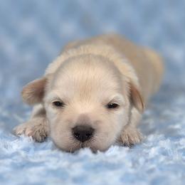 Biscuit - White male Miniature Schnauzer puppy in Ely, Nevada from Great Basin Miniature Schnauzers