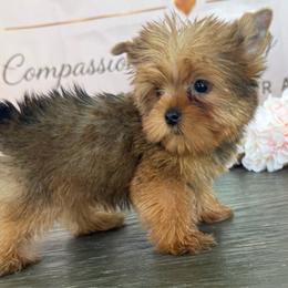 Tiny-West 1 Lbs - Gold male Yorkshire Terrier puppy in Cape Coral, Florida from Ruby the poodle