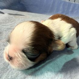 Prancer - Tricolor male Shih Tzu puppy in Orlando, Florida from Jenny's Shih Tzus