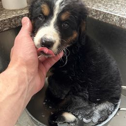 Bernedoodle Puppies from Buckingham's Bernedoodle Buddies