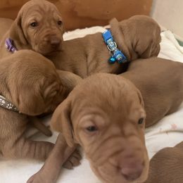 Vizsla Puppies from Gentleman Jack's Flying Vizslas