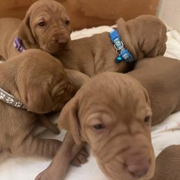 Vizsla Puppies from Gentleman Jack's Flying Vizslas